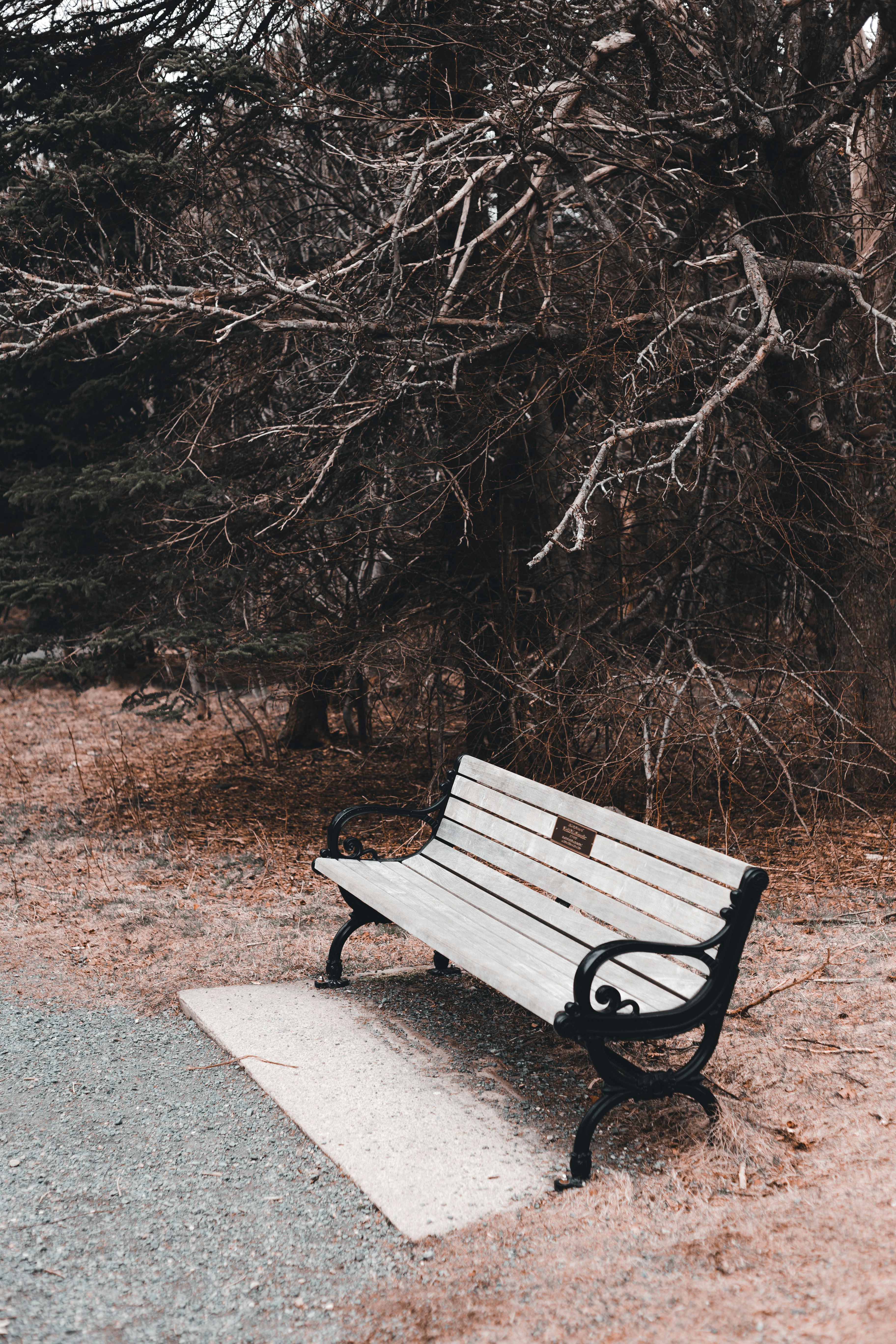 brown wooden bench near brown trees during daytime